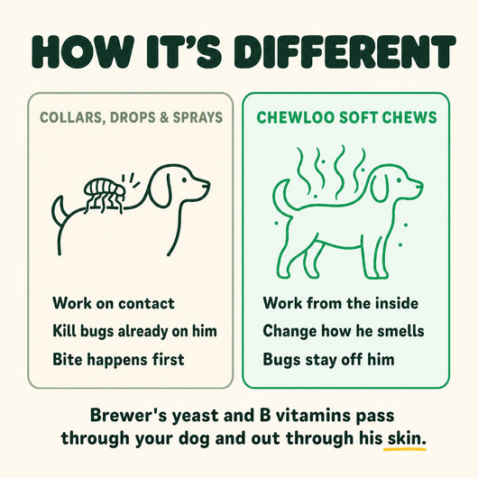 Flea & Tick Chews